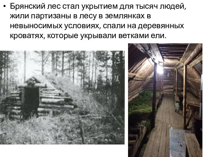 Брянский лес стал укрытием для тысяч людей, жили партизаны в лесу в