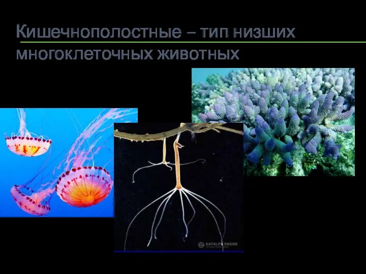 Кишечнополостные – тип низших многоклеточных животных