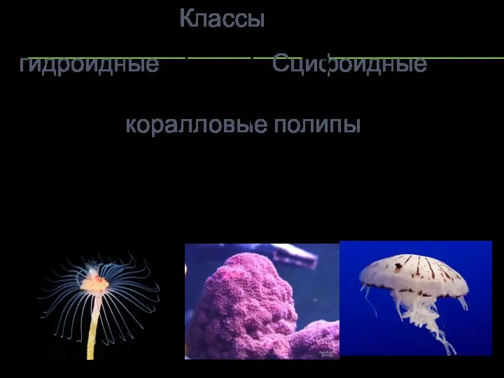 Классы гидроидные Сцифоидные коралловые полипы