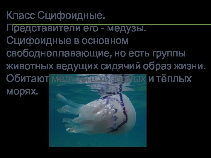 Класс Сцифоидные. Представители его - медузы. Сцифоидные в основном свободноплавающие, но есть