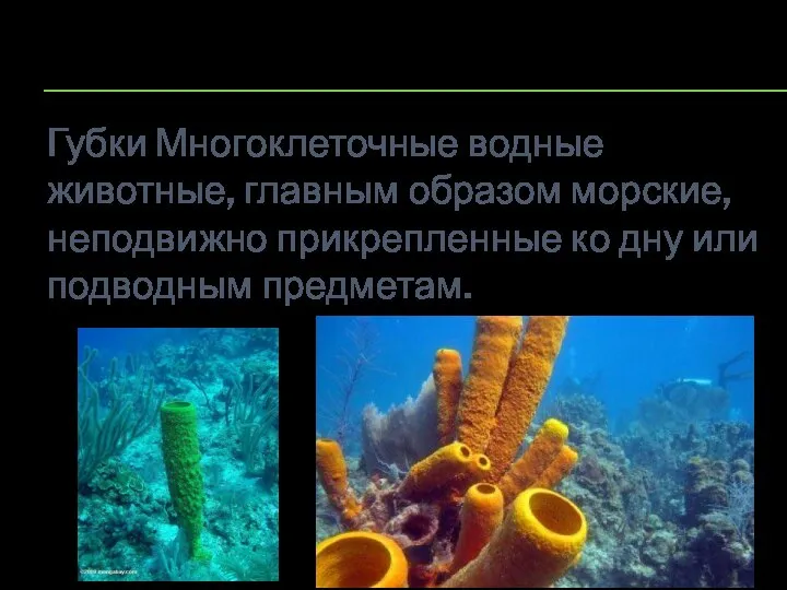 Губки Многоклеточные водные животные, главным образом морские, неподвижно прикрепленные ко дну или подводным предметам.
