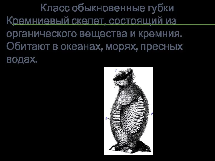 Класс обыкновенные губки Кремниевый скелет, состоящий из органического вещества и кремния. Обитают