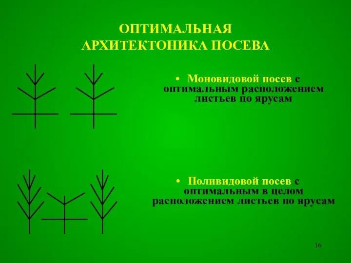 ОПТИМАЛЬНАЯ АРХИТЕКТОНИКА ПОСЕВА Моновидовой посев с оптимальным расположением листьев по ярусам Поливидовой