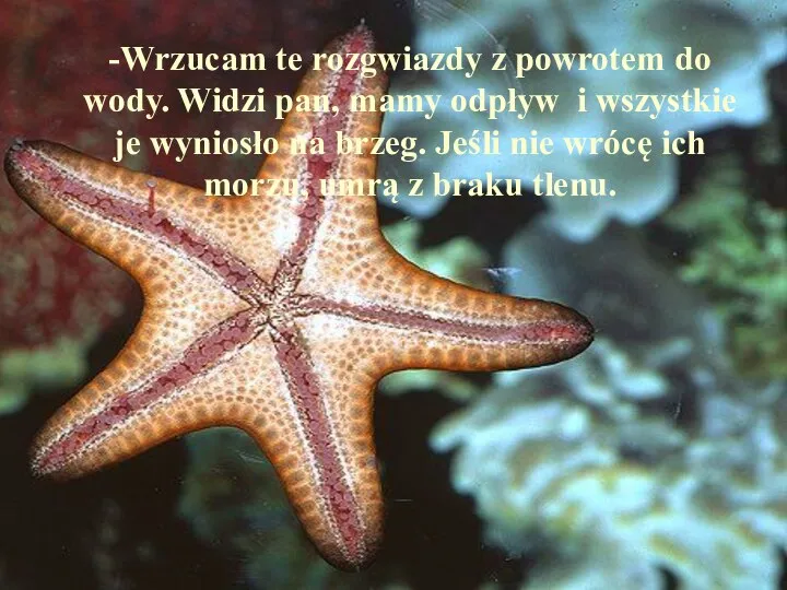 -Wrzucam te rozgwiazdy z powrotem do wody. Widzi pan, mamy odpływ i