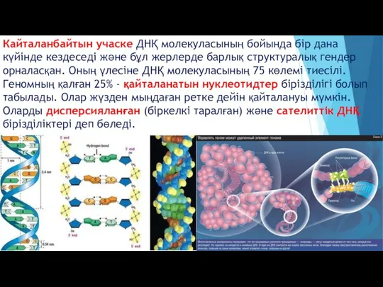 Кайталанбайтын учаске ДНҚ молекуласының бойында бір дана күйінде кездеседі және бұл жерлерде