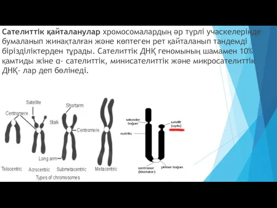 Сателиттік қайталанулар хромосомалардың әр түрлі учаскелерінде бумаланып жинақталған және көптеген рет қайталанып