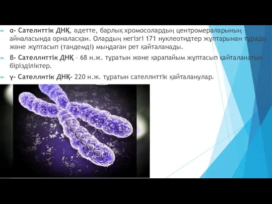 α- Сателиттік ДНҚ, әдетте, барлық хромосолардың центромераларының айналасында орналасқан. Олардың негізгі 171