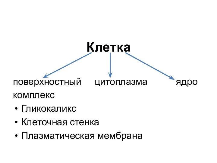 Клетка поверхностный цитоплазма ядро комплекс Гликокаликс Клеточная стенка Плазматическая мембрана