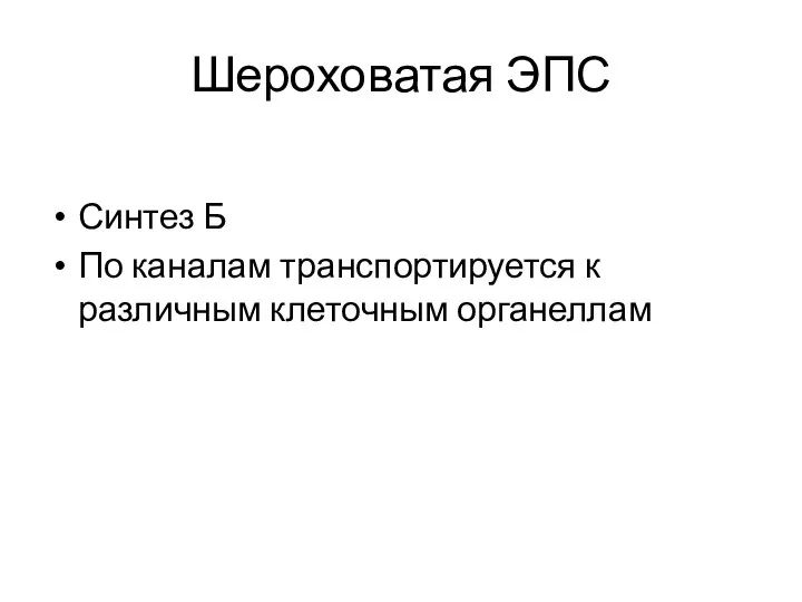 Шероховатая ЭПС Синтез Б По каналам транспортируется к различным клеточным органеллам