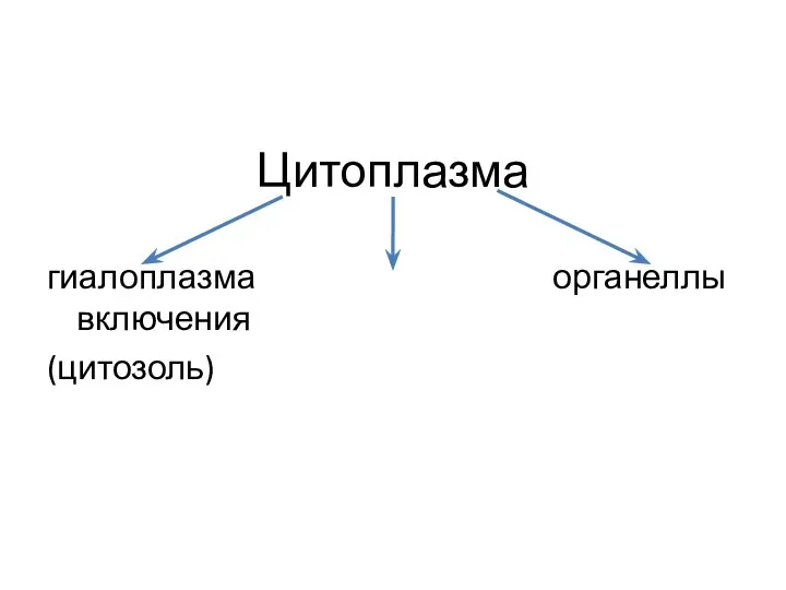 Цитоплазма гиалоплазма органеллы включения (цитозоль)