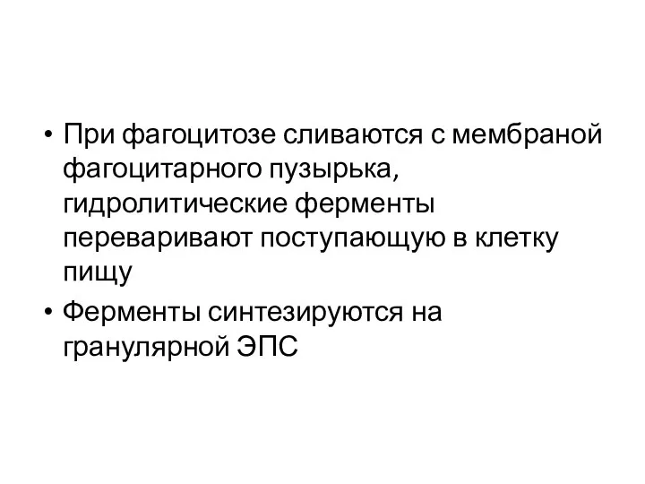 При фагоцитозе сливаются с мембраной фагоцитарного пузырька, гидролитические ферменты переваривают поступающую в