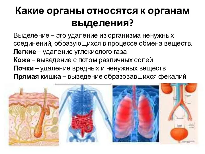 Какие органы относятся к органам выделения? Выделение – это удаление из организма