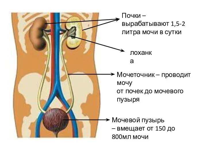 Почки – вырабатывают 1,5-2 литра мочи в сутки лоханка Мочеточник – проводит