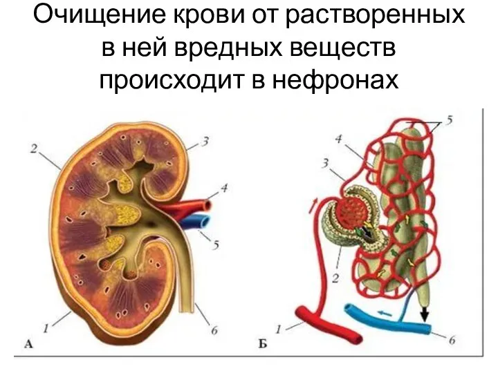 Очищение крови от растворенных в ней вредных веществ происходит в нефронах