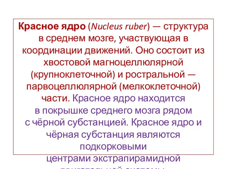 Красное ядро (Nucleus ruber) — структура в среднем мозге, участвующая в координации