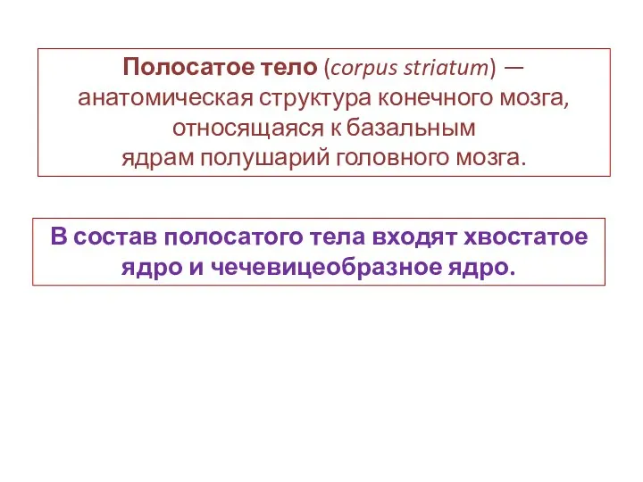 Полосатое тело (corpus striatum) — анатомическая структура конечного мозга, относящаяся к базальным