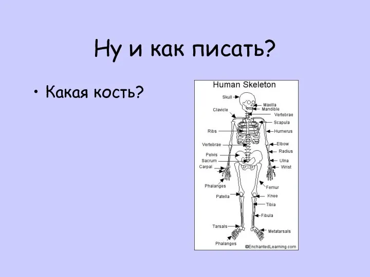 Ну и как писать? Какая кость?