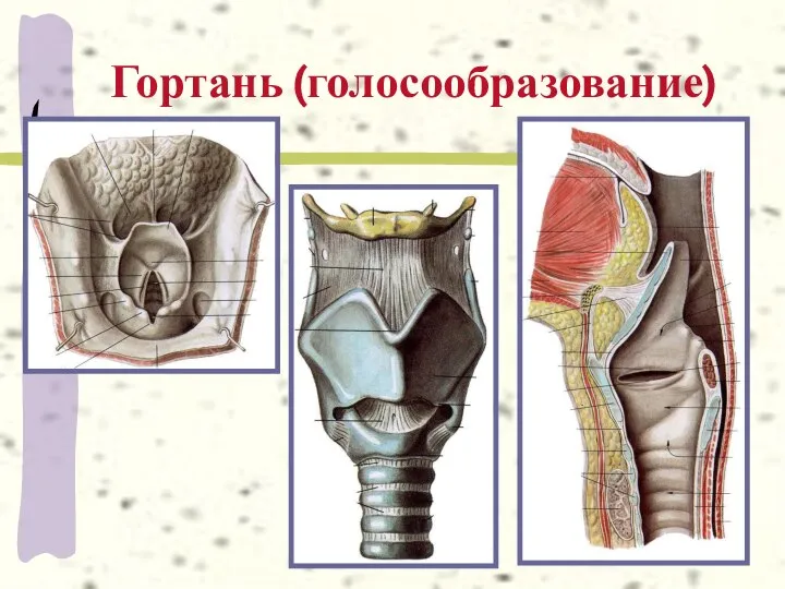 Гортань (голосообразование)