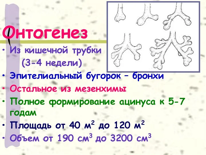 Онтогенез Из кишечной трубки (3-4 недели) Эпителиальный бугорок – бронхи Остальное из