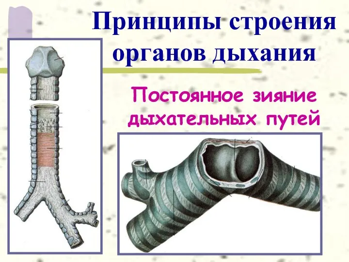 Принципы строения органов дыхания Постоянное зияние дыхательных путей