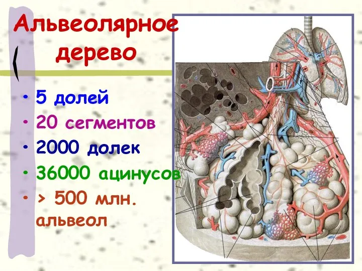 Альвеолярное дерево 5 долей 20 сегментов 2000 долек 36000 ацинусов > 500 млн. альвеол