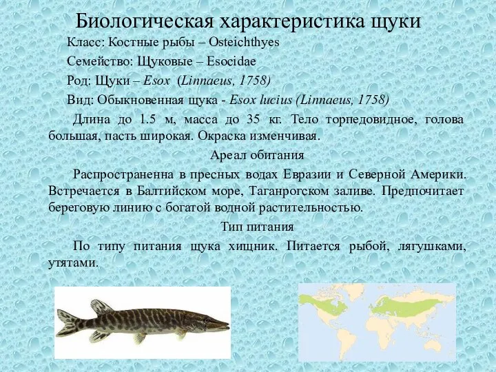 Биологическая характеристика щуки Класс: Костные рыбы – Osteichthyes Семейство: Щуковые – Esocidae