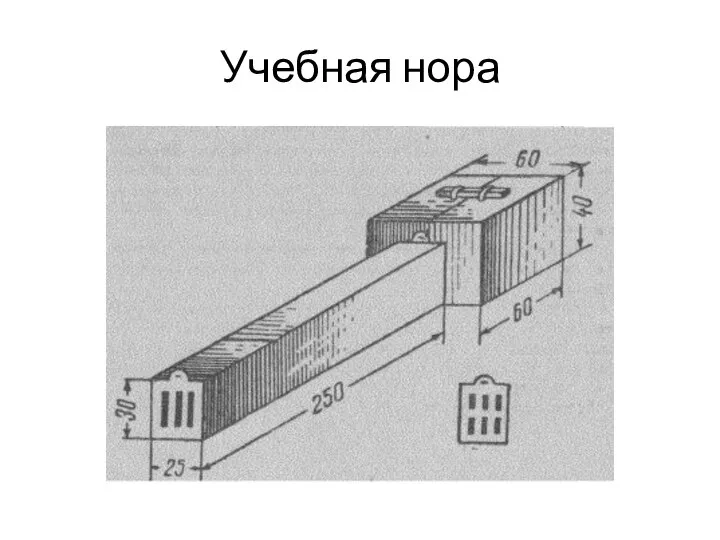 Учебная нора