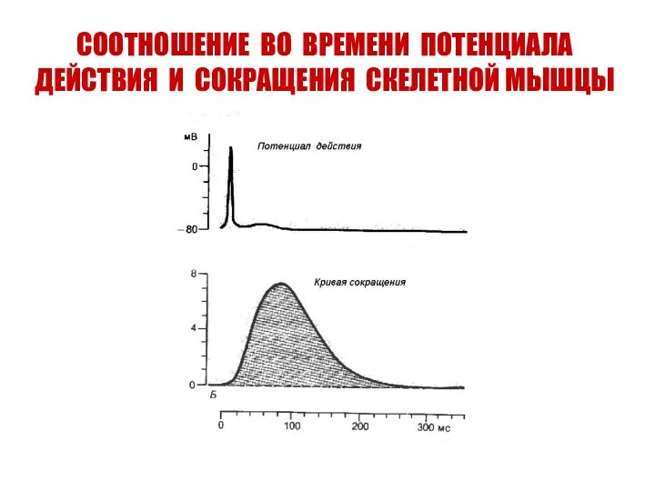 СООТНОШЕНИЕ ВО ВРЕМЕНИ ПОТЕНЦИАЛА ДЕЙСТВИЯ И СОКРАЩЕНИЯ СКЕЛЕТНОЙ МЫШЦЫ