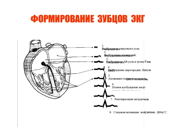 ФОРМИРОВАНИЕ ЗУБЦОВ ЭКГ