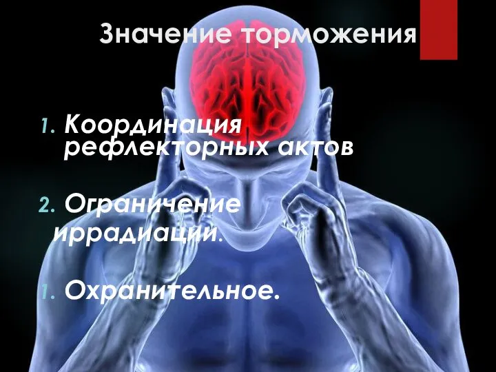 Значение торможения Координация рефлекторных актов Ограничение иррадиации. Охранительное.