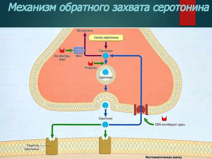 Механизм обратного захвата серотонина