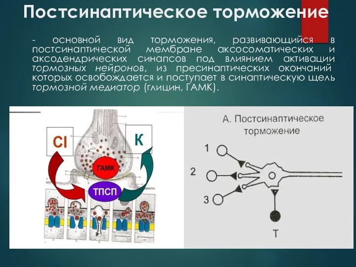 Постсинаптическое торможение - основной вид торможения, развивающийся в постсинаптической мембране аксосоматических и