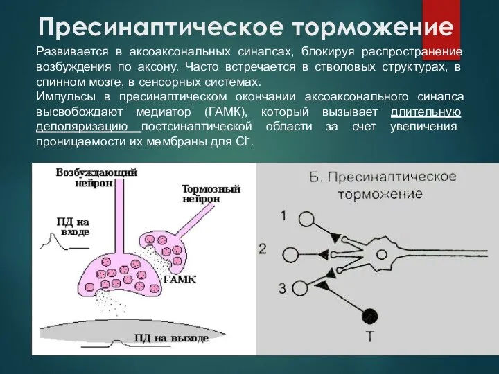 Пресинаптическое торможение Развивается в аксоаксональных синапсах, блокируя распространение возбуждения по аксону. Часто