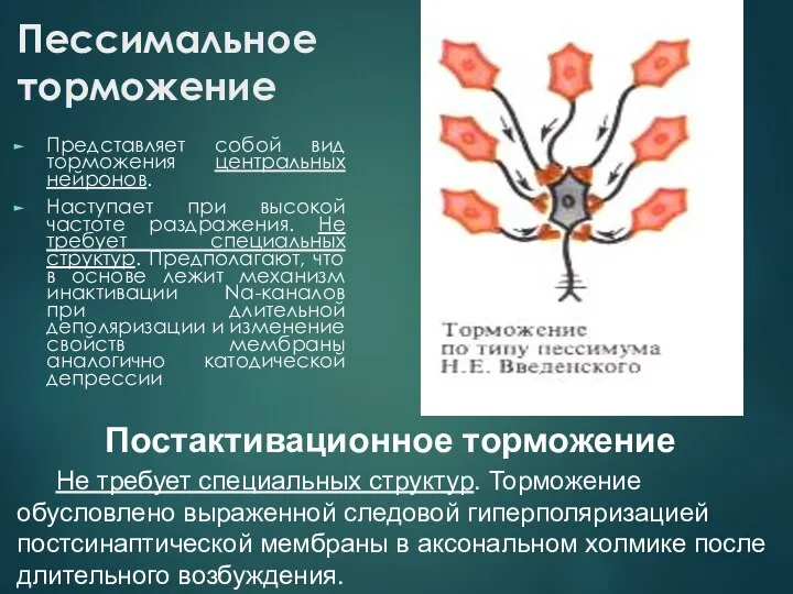 Пессимальное торможение Представляет собой вид торможения центральных нейронов. Наступает при высокой частоте