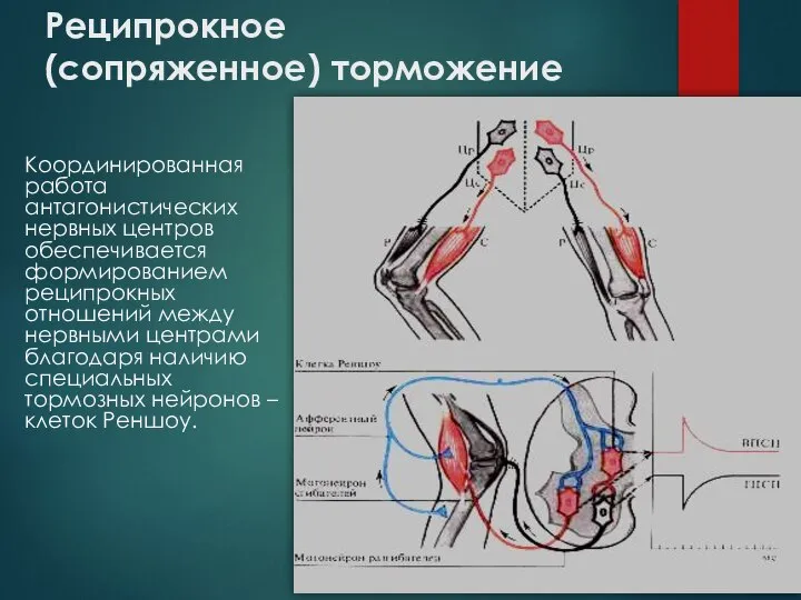 Реципрокное (сопряженное) торможение Координированная работа антагонистических нервных центров обеспечивается формированием реципрокных отношений