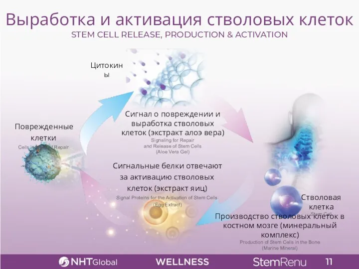 Выработка и активация стволовых клеток STEM CELL RELEASE, PRODUCTION & ACTIVATION Цитокины