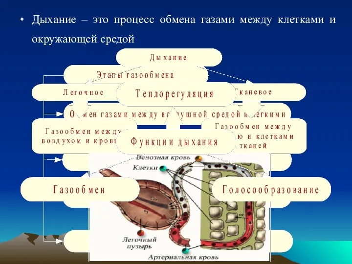 Дыхание – это процесс обмена газами между клетками и окружающей средой