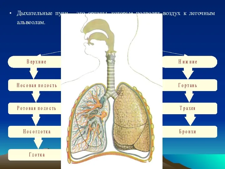 Дыхательные пути – это органы, которые подводят воздух к легочным альвеолам.