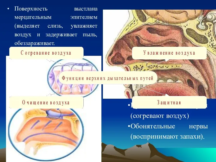 Поверхность выстлана мерцательным эпителием (выделяет слизь, увлажняет воздух и задерживает пыль, обеззараживает.