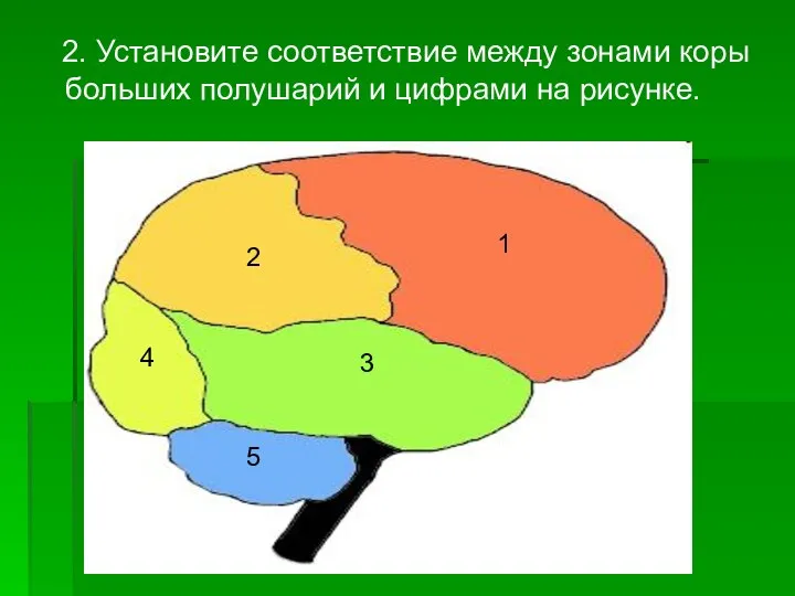 2. Установите соответствие между зонами коры больших полушарий и цифрами на рисунке.