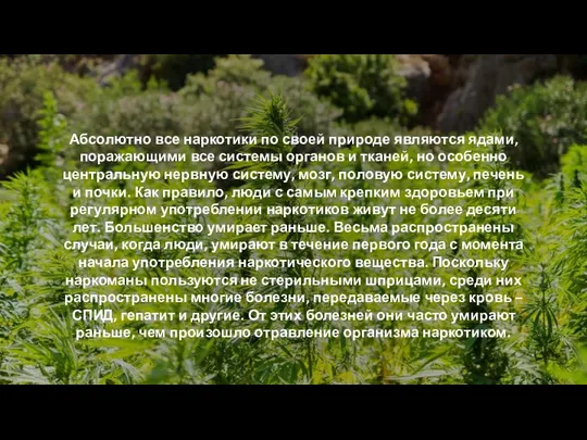 Абсолютно все наркотики по своей природе являются ядами, поражающими все системы органов