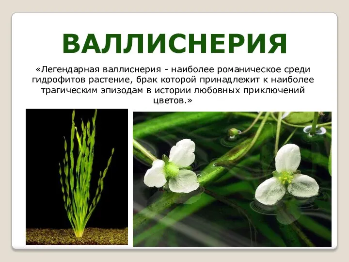 ВАЛЛИСНЕРИЯ «Легендарная валлиснерия - наиболее романическое среди гидрофитов растение, брак которой принадлежит