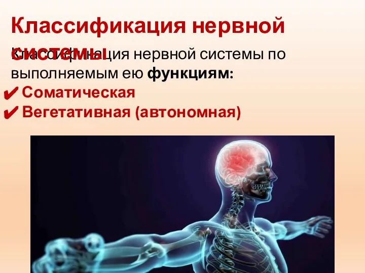 Классификация нервной системы по выполняемым ею функциям: Соматическая Вегетативная (автономная) Классификация нервной системы