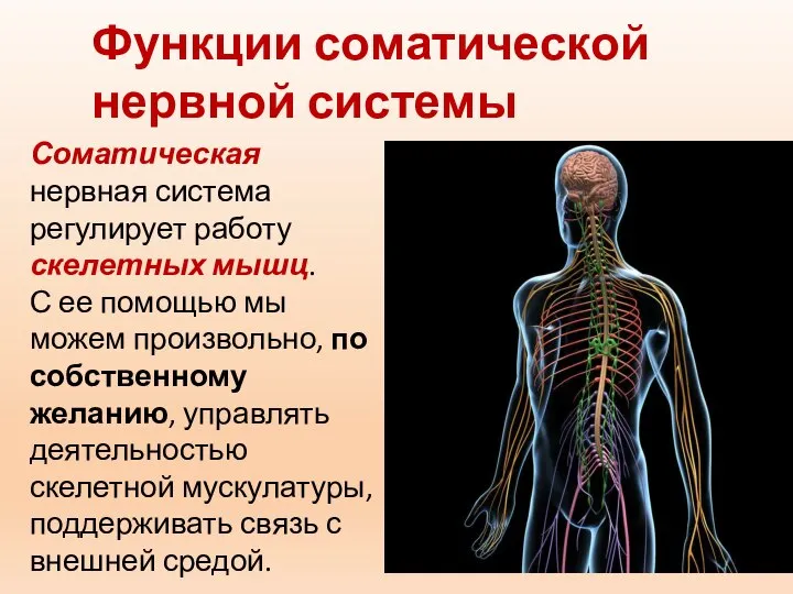 Функции соматической нервной системы Соматическая нервная система регулирует работу скелетных мышц. С