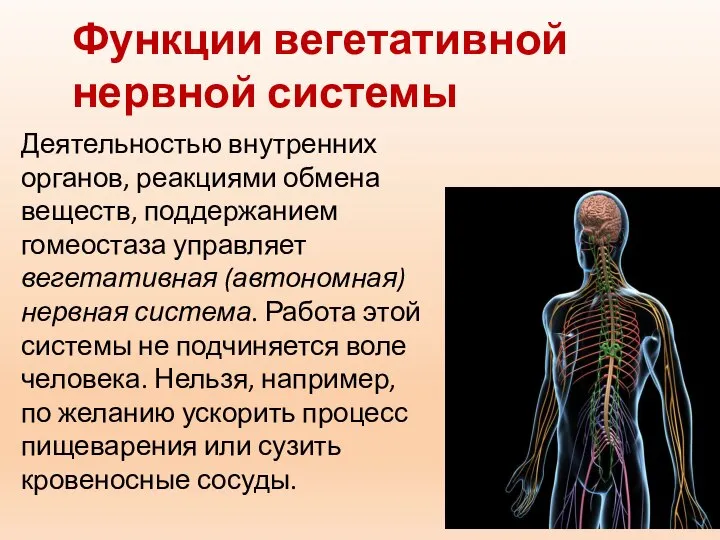 Функции вегетативной нервной системы Деятельностью внутренних органов, реакциями обмена веществ, поддержанием гомеостаза