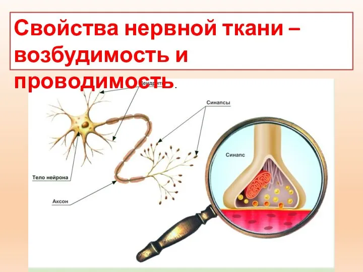 Свойства нервной ткани – возбудимость и проводимость.