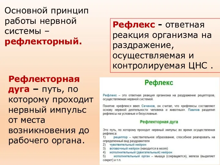 Основной принцип работы нервной системы – рефлекторный. Рефлекс - ответная реакция организма