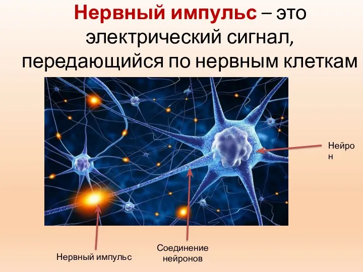 Нервный импульс – это электрический сигнал, передающийся по нервным клеткам Нервный импульс Соединение нейронов Нейрон