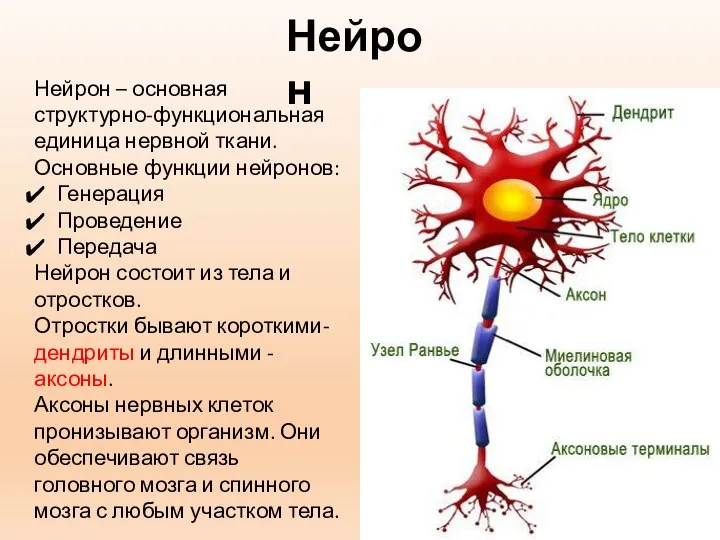 Нейрон Нейрон – основная структурно-функциональная единица нервной ткани. Основные функции нейронов: Генерация