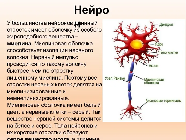 Нейрон У большинства нейронов длинный отросток имеет оболочку из особого жироподобного вещества